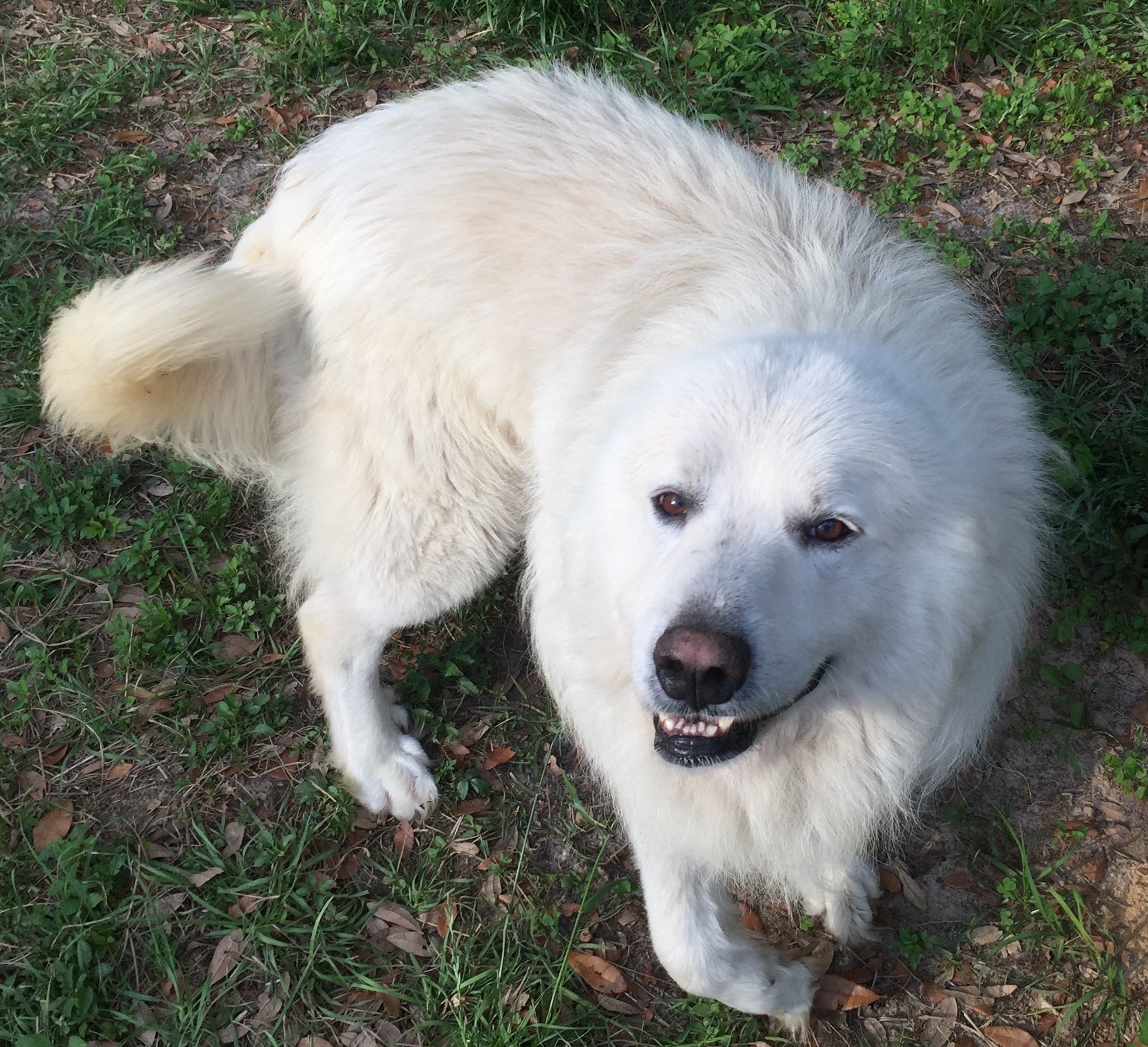 Milkshake | Florida Great Pyrenees Rescue