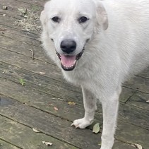 Female | Florida Great Pyrenees Rescue